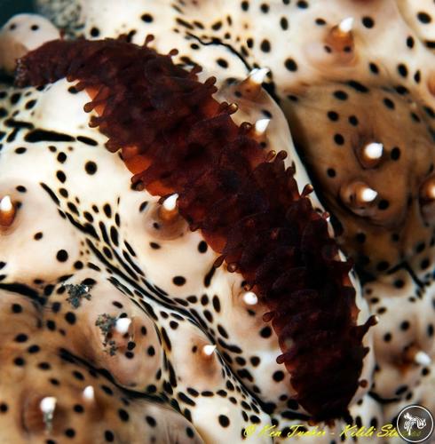 Gastrolepidia clavigera from Lembeh, Indonesia