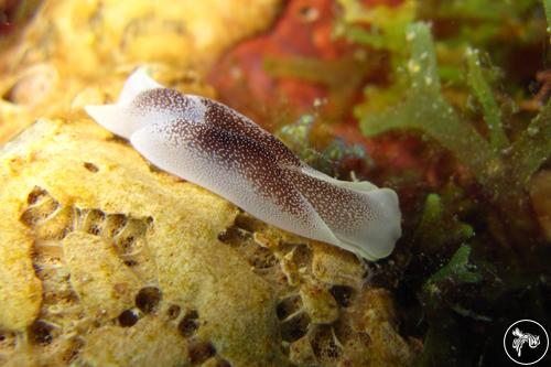 Chelidonura amoena from Romblon, Philippines