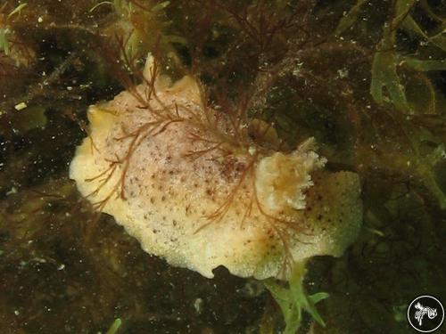 Geitodoris patagonica from Argentina