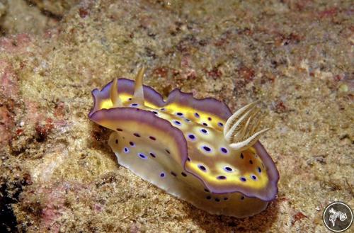 Goniobranchus kuniei from Indonesia