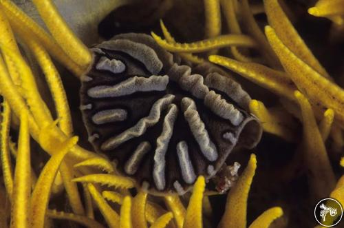 Unidentified myzostomids from Gorontalo, Indonesia