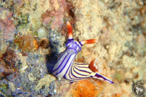 Hypselodoris whitei from French Polynesia