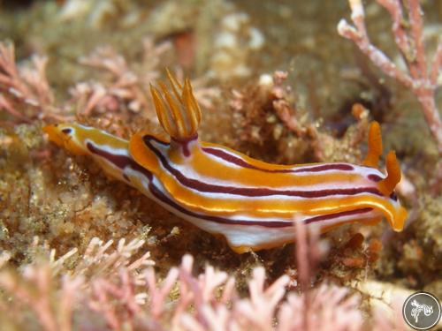 Hypselodoris regina from Mozambique