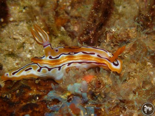 Hypselodoris regina from Mozambique