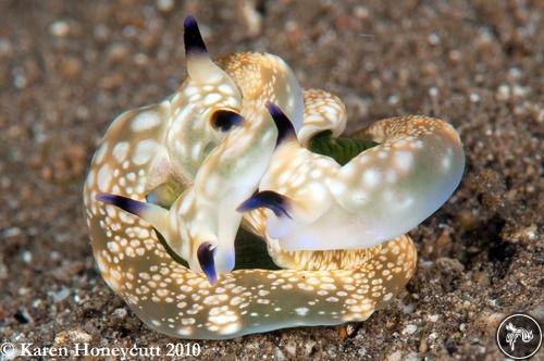 Plakobranchus ianthobapsus from PNG