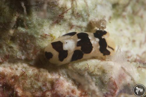 Philine orca from Banda Islands, Indonesia