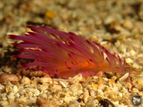 Coryphellina rubrolineata from Thailand