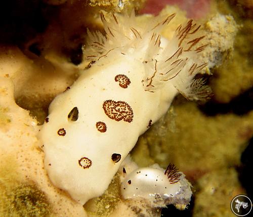 Jorunna funebris from Thailand