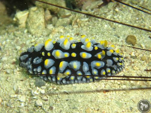 Phyllidia varicosa from Thailand