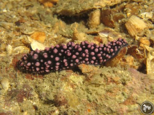 Phyllidiella nigra from Thailand