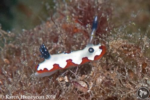 Goniobranchus fidelis from PNG