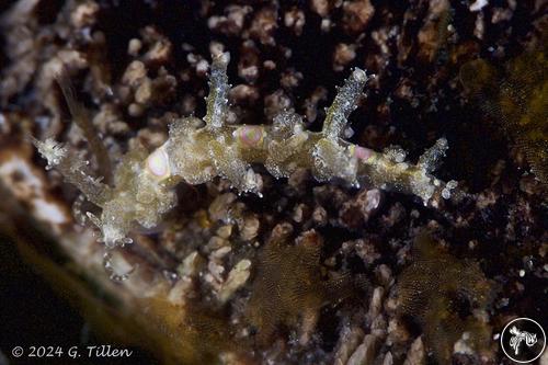 Baeolidia nodosa from PNG