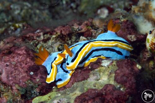 Chromodoris annae from Indonesia