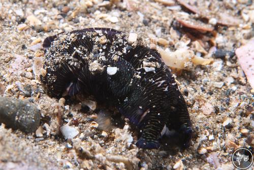 Philinopsis lineolata from New Zealand