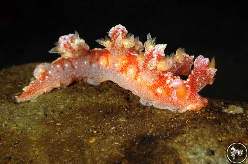 Bornella dotoides from Bali, Indonesia