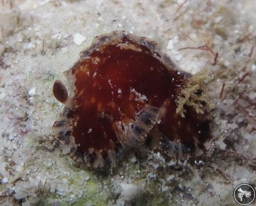 Dendrodoris elizabethina from Similan Islands, Thailand