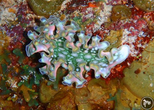 Elysia crispata from Cayman Islands