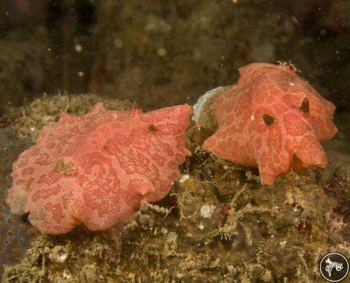 Hexabranchus sp. from Anilao, Philippines