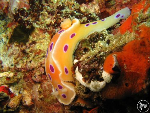 Ceratosoma ingozi from South Africa