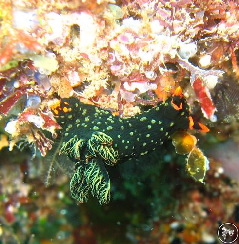 Nembrotha kubaryana from Kenya