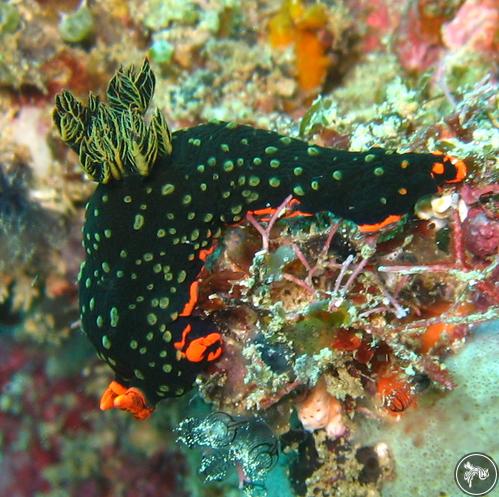 Nembrotha kubaryana from Kenya