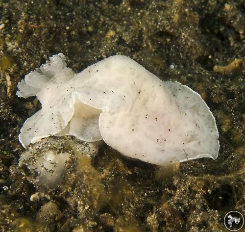 Cadlina sp. from Lembeh, Indonesia