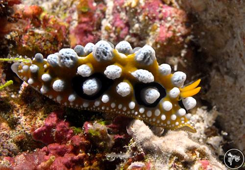 Phyllidia ocellata from Indonesia