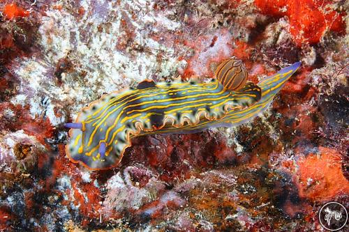 Hypselodoris picta from Venezuela