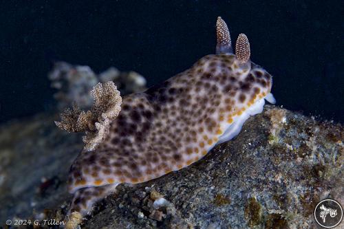 Chromodoris mandapamensis from PNG