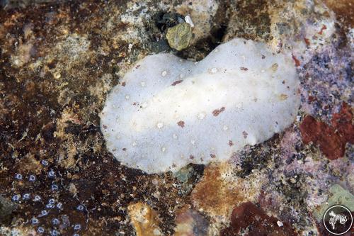 Discodoris sp. from PNG