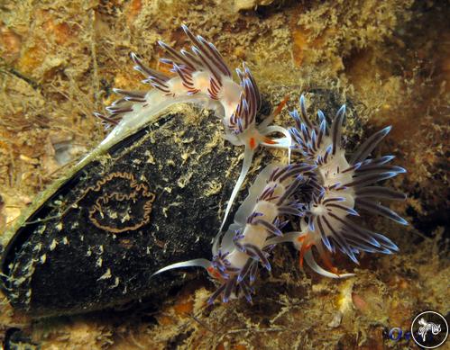 Cratena peregrina from Italy