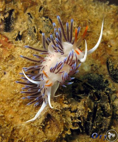 Cratena peregrina from Italy