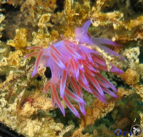 Flabellina affinis from Italy