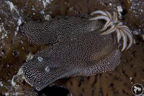 Doriprismatica stellata from PNG