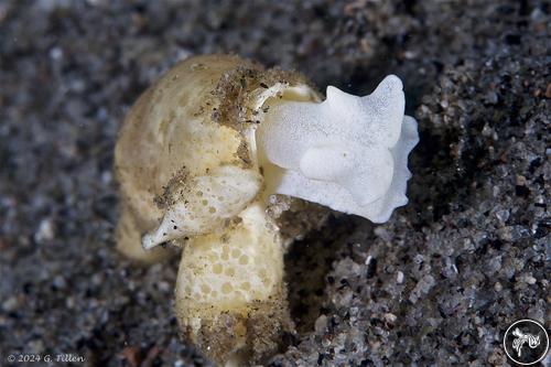 Volvatella maculata from Dauin, Philippines