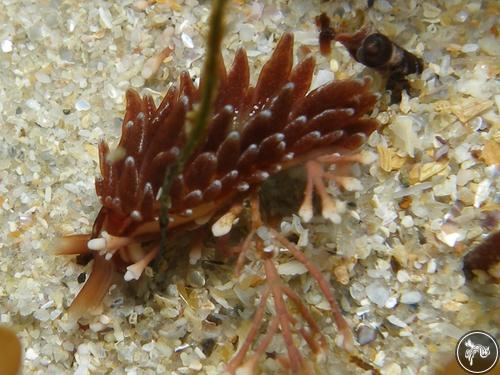 Aplysiopsis sinusmensalis from Cape Town, South Africa