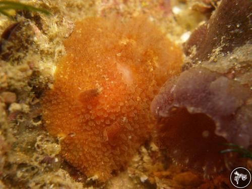 Acanthodoris planca from Cape Town, South Africa