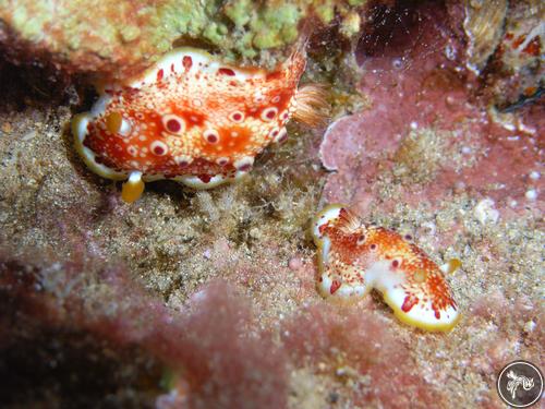 Goniobranchus tinctorius from USA