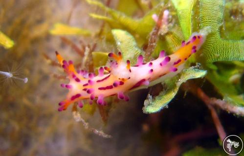 Aegires villosus from Romblon, Philippines