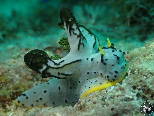 Notodoris serenae from Romblon, Philippines