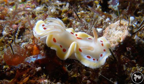 Ardeadoris cruenta from Romblon, Philippines