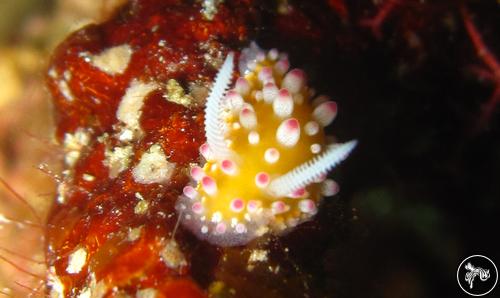 Cadlinella ornatissima from Romblon, Philippines