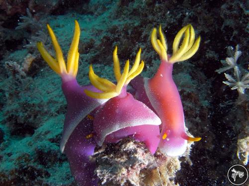 Hypselodoris apolegma from Indonesia