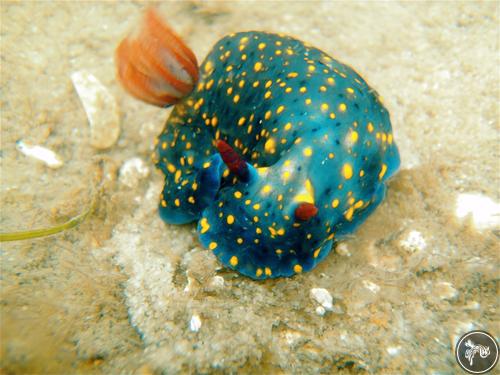 Hypselodoris obscura from Australia