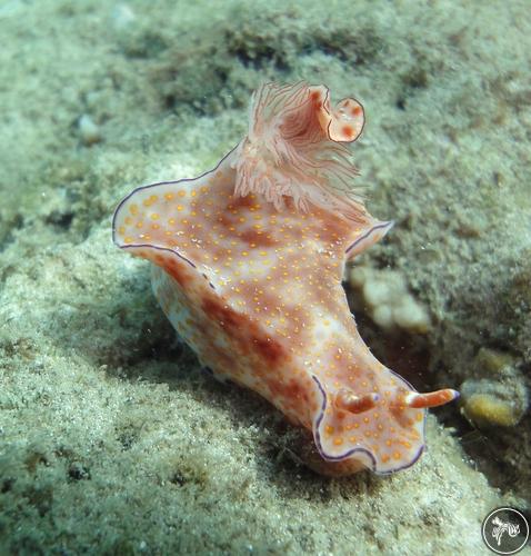 Ceratosoma trilobatum from Kenya