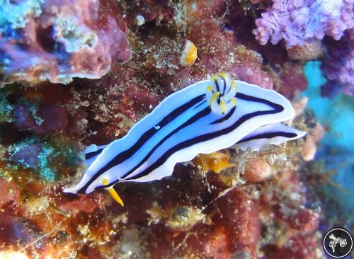 Chromodoris boucheti from Kenya