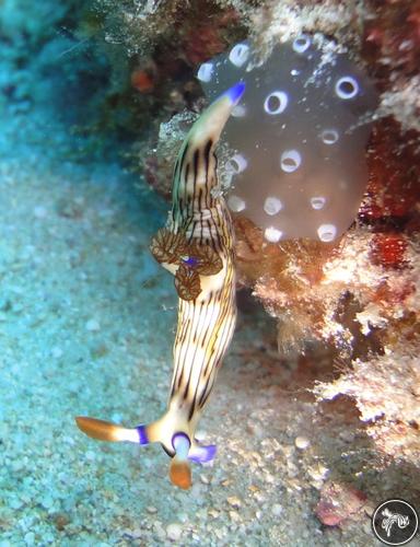 Nembrotha lineolata from Kenya