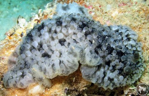 Dendrodoris albopurpura from Malindi, Kenya