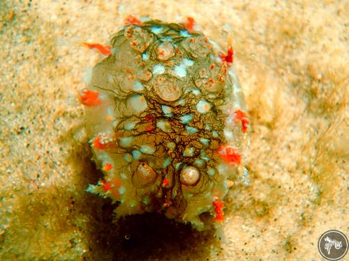 Kalinga ornata from Australia