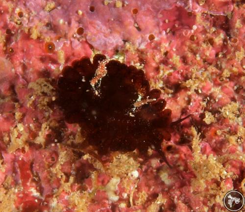 Cypraea staphylaea from Malindi, Kenya